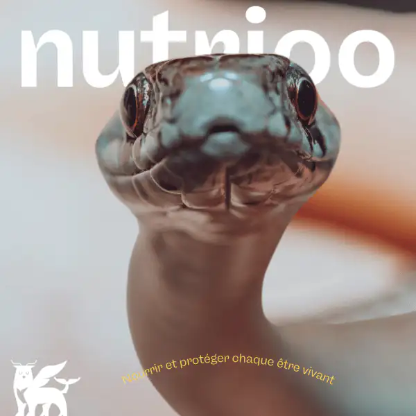Nourrir des reptiles