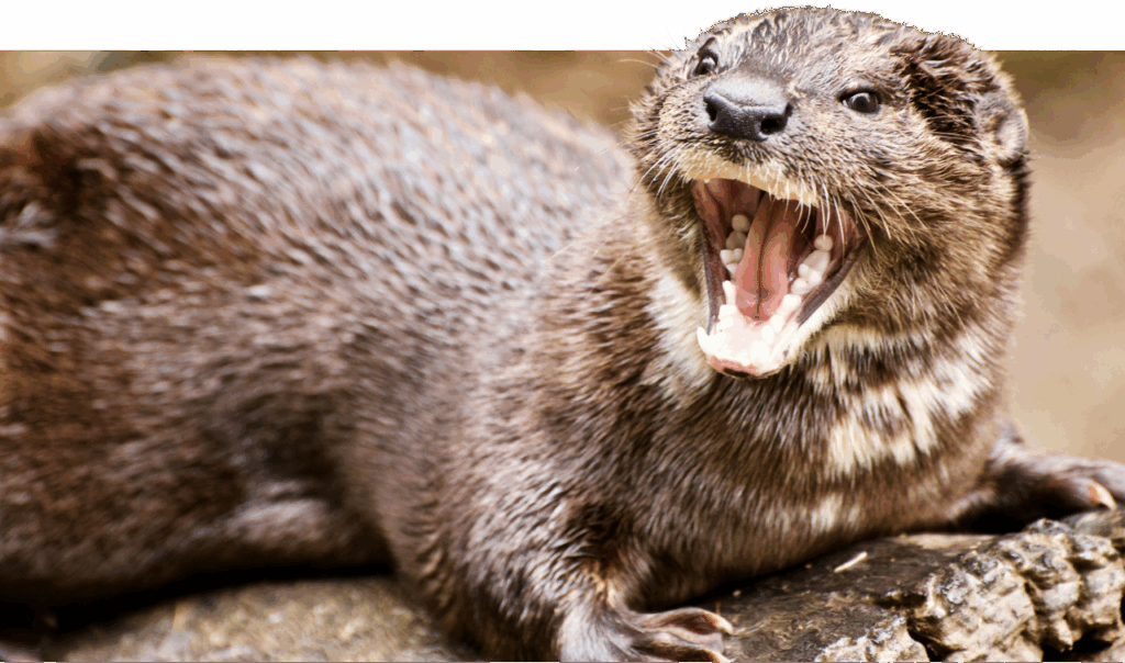 loutre