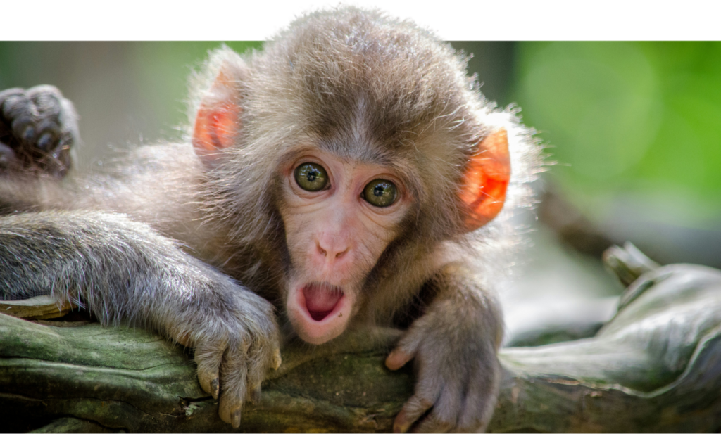 Singe