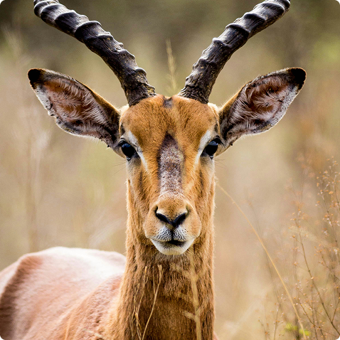 impala