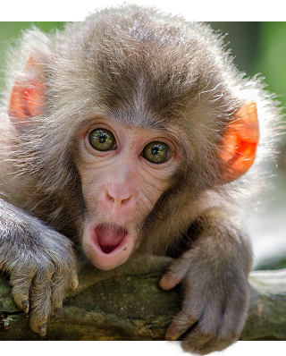 Singe