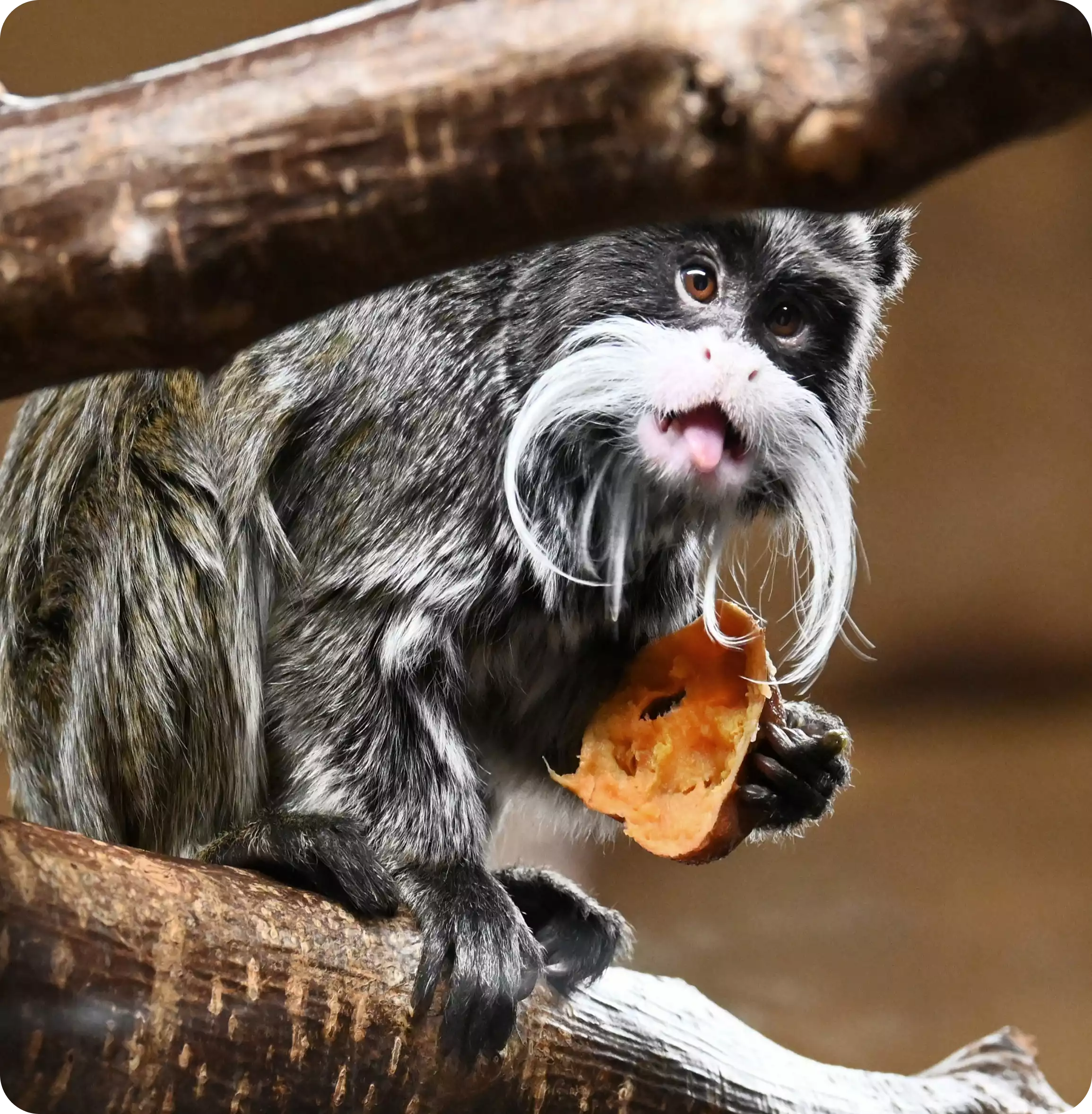 Tamarin