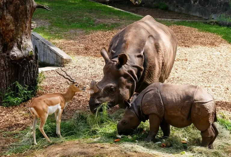 Animaux qui mangent au sol