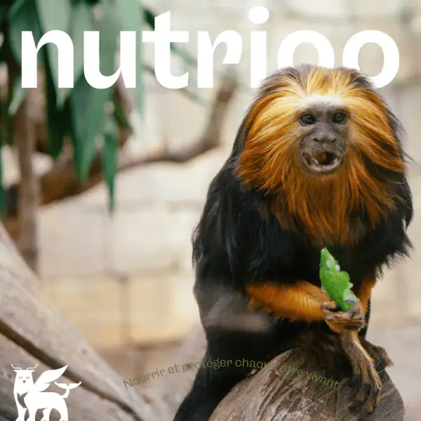 Nourrir des primates