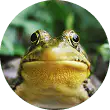 Grenouille