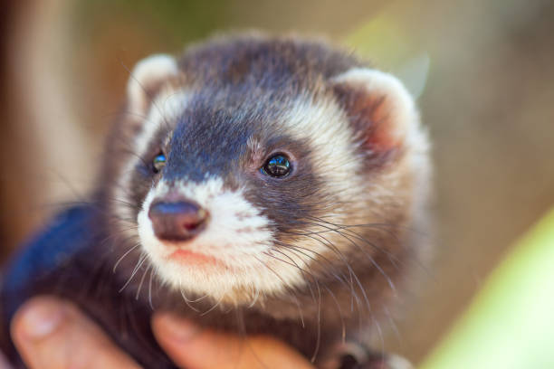 NAC vétérinaire furet