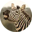 Zèbre