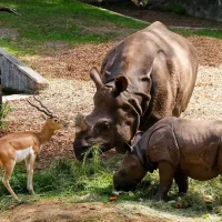 Animaux qui mangent au sol Animaux qui mangent au sol