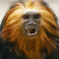 Singe Singe