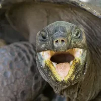 Tortue Tortue
