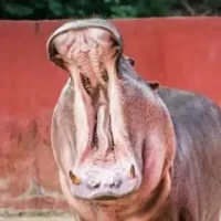 Hippopotame Hippopotame